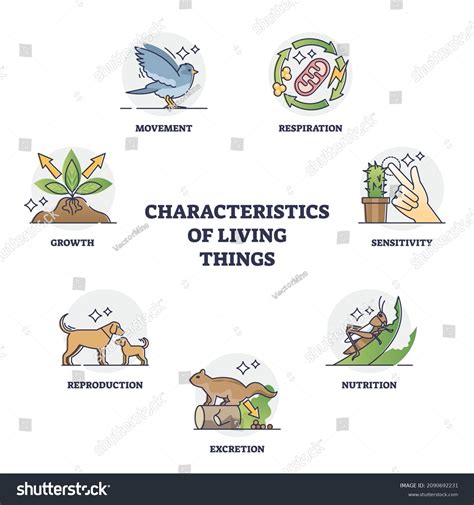 8 Characteristics Of Life