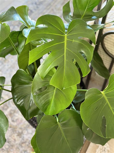 The Best Fertilizer for Monstera Deliciosa And Adansonii - Celebrated Nest