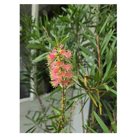 Callistemon 'Pink Champagne' | Seeding