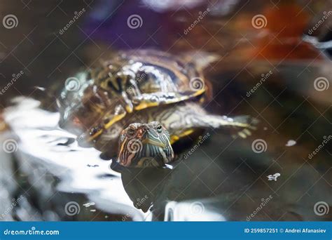 Red-eared Turtle Trachemys Scripta Swims in an Aquarium Stock Image ...