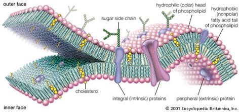 Kuvatulokset haulle plasma membrane facts