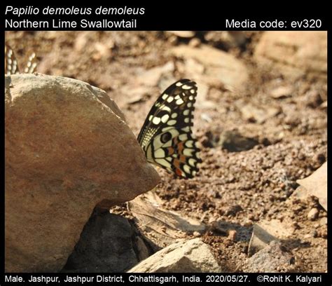 Papilio demoleus | Butterfly