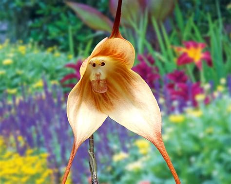 Flowers That Look Like Monkeys