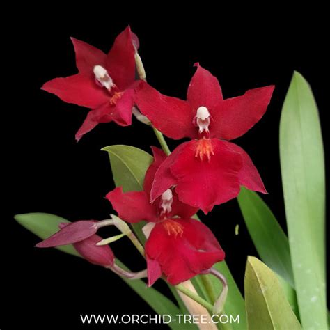 Buy Oncidium Orchids Online India | Dancing lady oncidium online ...