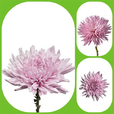 Chrysanthemum Deco Lilac Lavender - Aisha Flowers