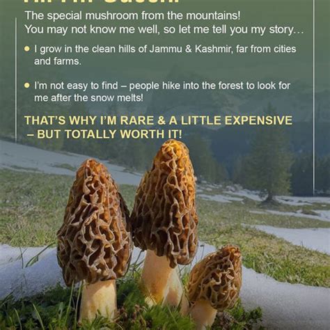 Buy Gucchi Mushroom Online at Best Price in India – Jammunuts