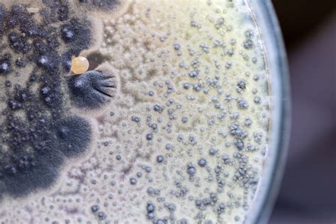 Image result for V-shape Soil Collection