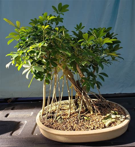Schefflera Arboricola Bonsai Schefflera Arboricola, Rare Flowering
