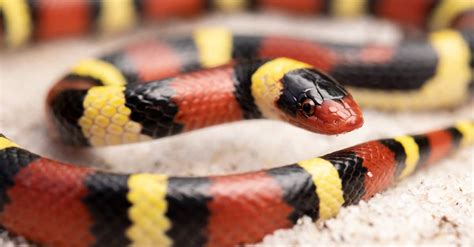 Scarlet Kingsnake Animal Facts - Lampropeltis elapsoides - A-Z Animals