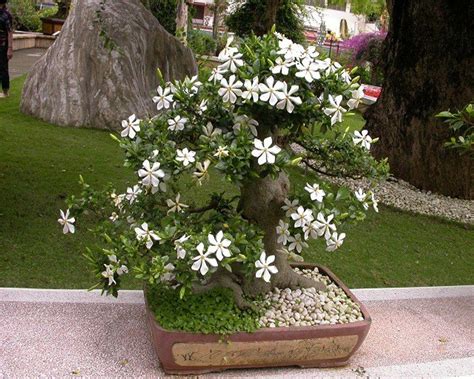 How to Grow and Care Chandni Plant Bonsai (Crepe Jasmine) – Abana Homes