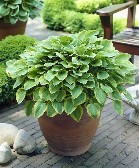 Grow Hostas in containers for gorgeous foliage right on the garden ...
