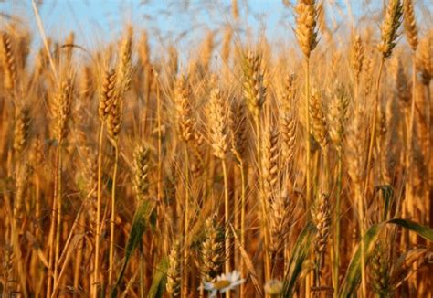 怎么判断小麦是否需要浇返青水，小麦怎么浇水_中国历史网