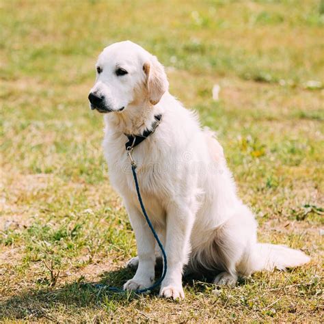 Image result for Cane Labrador