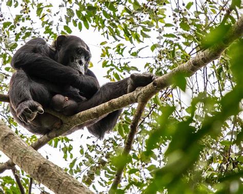 THE BEST Places to Visit in Budongo (2025) - Must-See Attractions