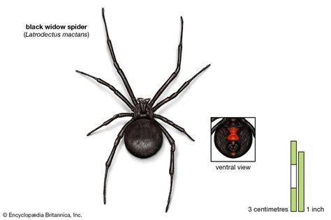 Spiders That Look Like Black Widows