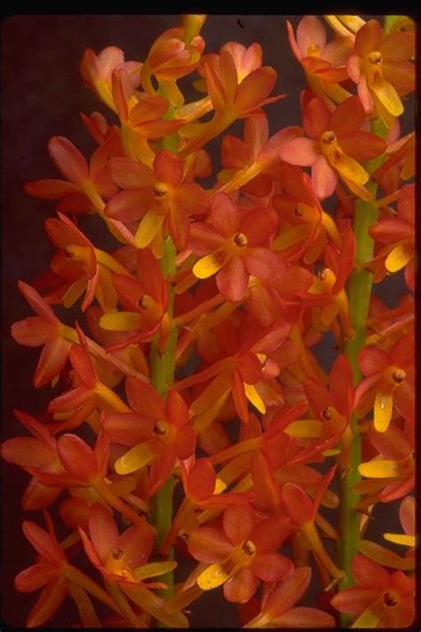 Vanda miniata (Lindl.) L.M.Gardiner | Plants of the World Online | Kew ...