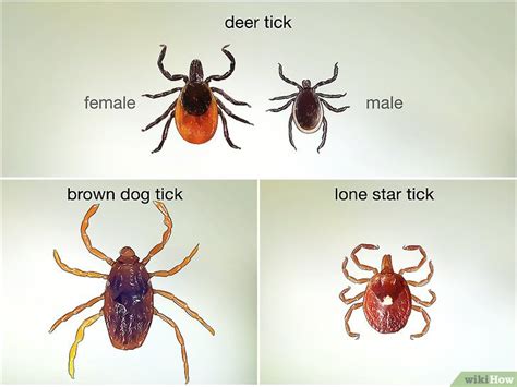 Image result for Embedded Deer Tick