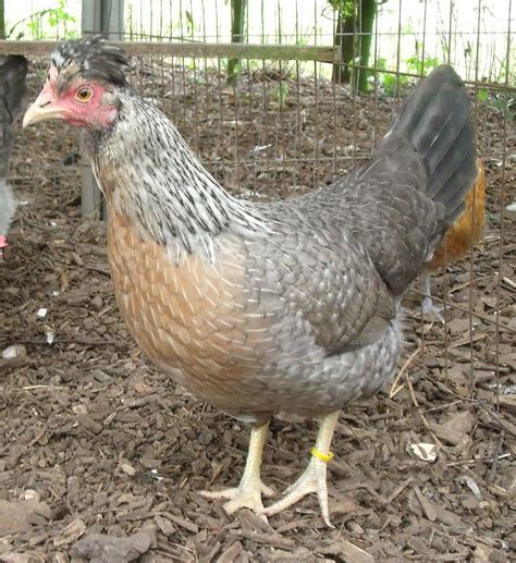 Cream Legbar For Sale | Chickens | Breed Information | Omlet