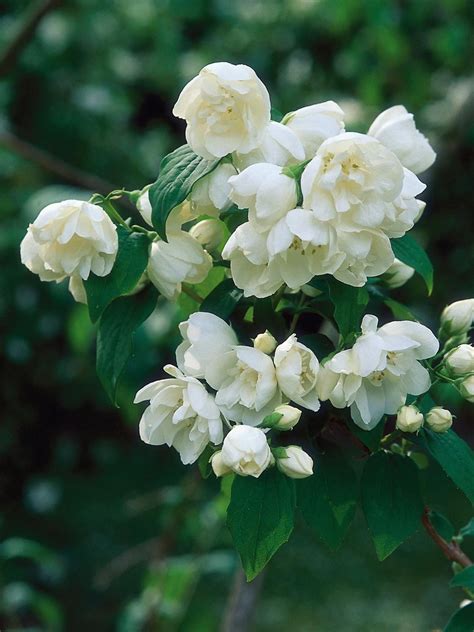 Fragrant Options for the Garden | Fragrant flowers, Fragrant plant ...