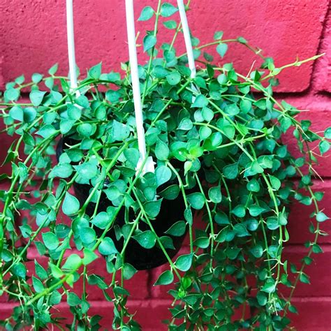 Dischidia Ruscifolia Million Hearts - Gabbar Farms