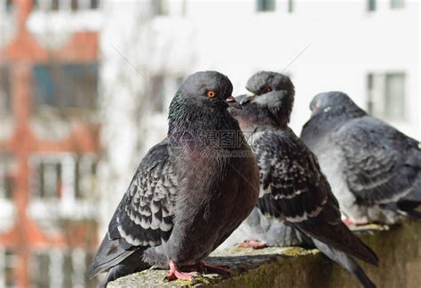 三只鸽子有选择的焦点灰色高清图片下载-正版图片505021062-摄图网