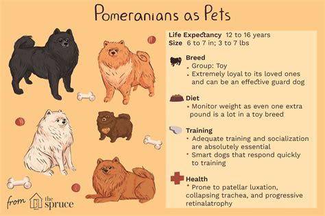 Types Of Pomeranians