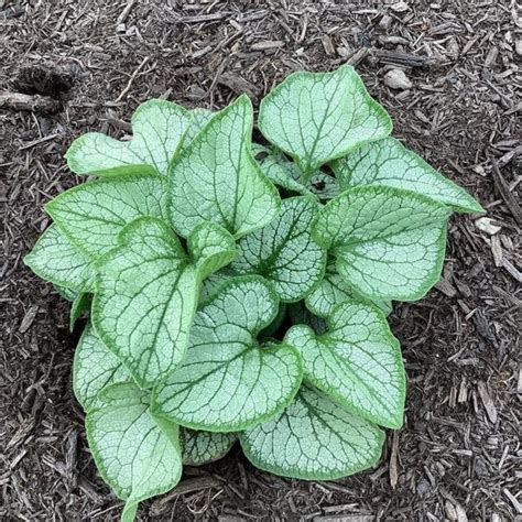 Brunnera 'frostbite', Perennial Garden Plants, Live Shade Plant, Silver ...