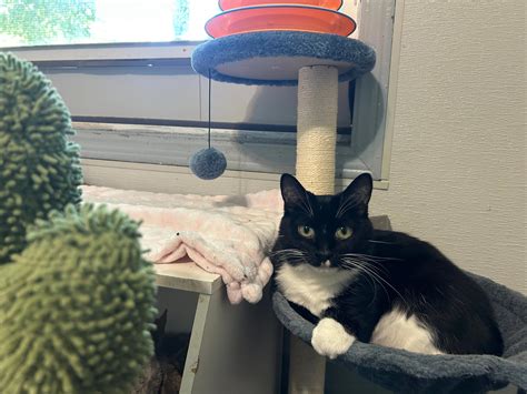 Muncie tattoo shop's 'flash sale' Saturday to benefit animal rescue