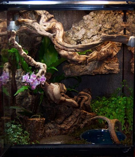 Image result for Python Snake Terrarium