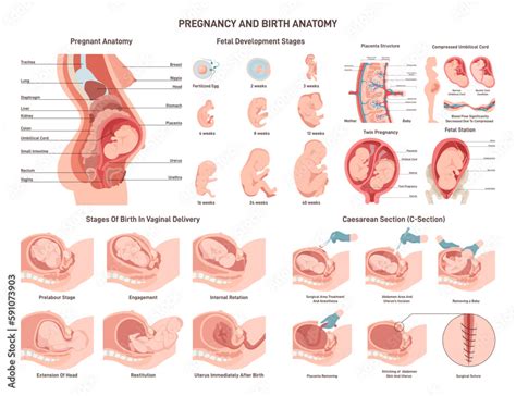 Image result for Developing Female