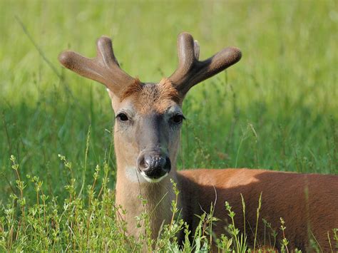 Female White Tailed Deer With Antlers