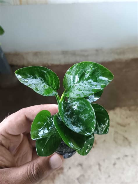 MF Aquatic Plants