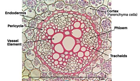 Vascular Tissues & Plant Functional Anatomy - Biology Laboratory Manual