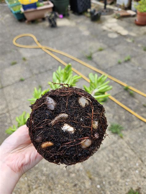 How best to get rid of the old soil, without too much damage to the ...