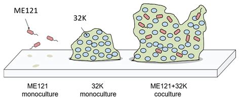 Metabolites Produced by Kaistia sp. 32K Promote Biofilm Formation in ...