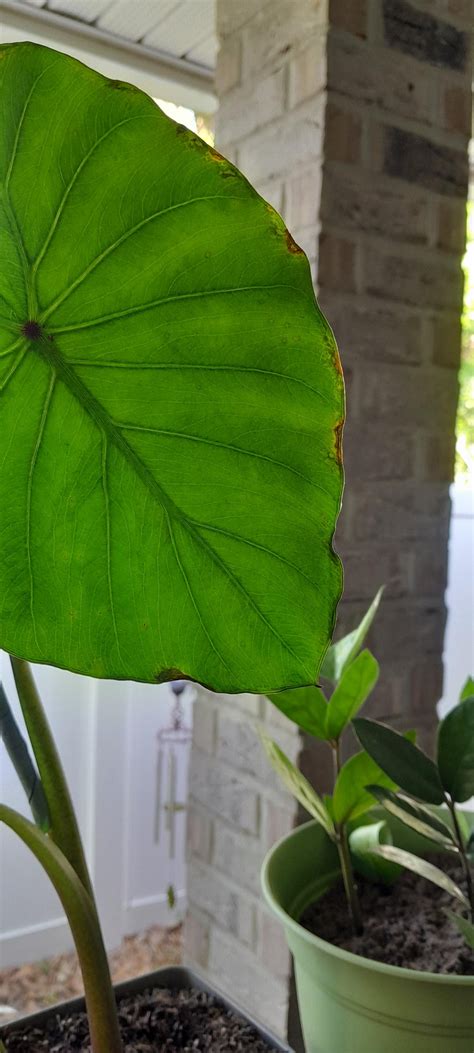 Please help my taro! Idk what's wrong with it! : r/plants