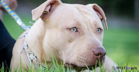 Pitbull Dog Price In India - Best For Pets