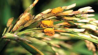 Krishi Gyaan - Prevention of Disease (False Smut) in Paddy - Agrostar