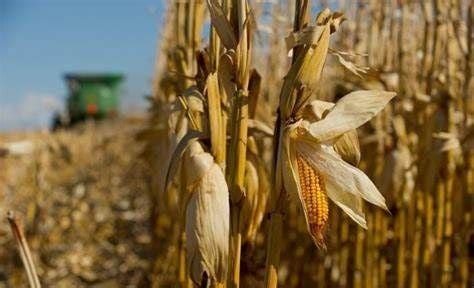 LAST DAY for Fall Family Fun, Kohl Farms, Unionville, 29 October 2023 ...