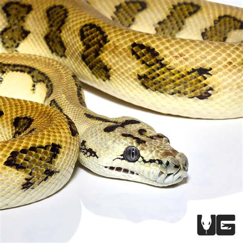 Image result for Jaguar Carpet Python