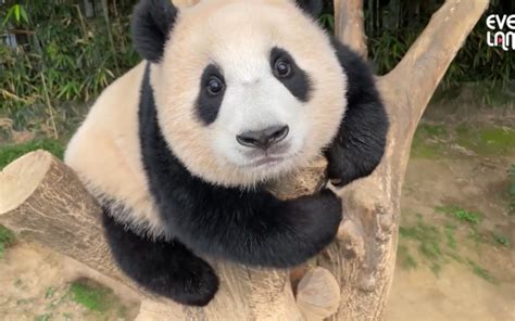 重磅 | 新生大熊猫宝宝加盟《六个团子》卡司阵容！