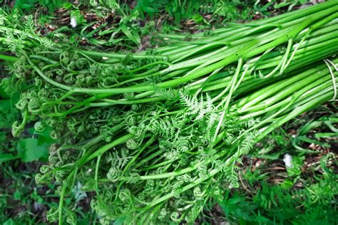 How to Grow & Care for Fiddlehead Ferns (Ostrich Fern)