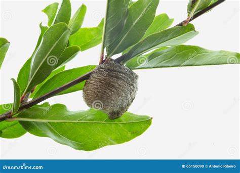 Mantis Eggs Case stock photo. Image of ootheca, upstate - 65150090