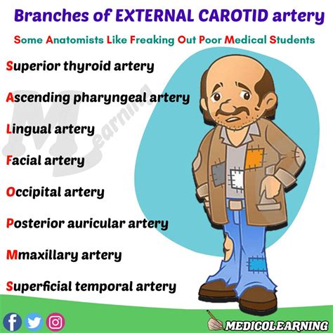 Branches of External Carotid Artery Mnemonic – MedicoLearning