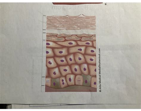 Layers of the Epidermis Quiz