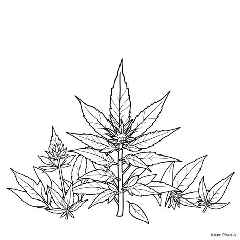 Coloring Pages Of Weed