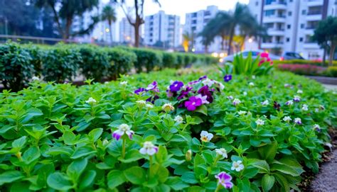 Frost-Tolerant Plants for Bangalore's Coolest Nights in HSR Layout – Idyl