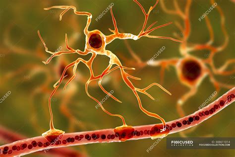 Image result for Brain Cell Types