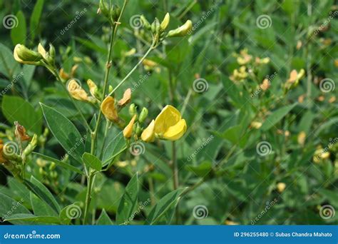Pigeon Pea Crop with Flowers. Stock Photo - Image of blossom, growth ...