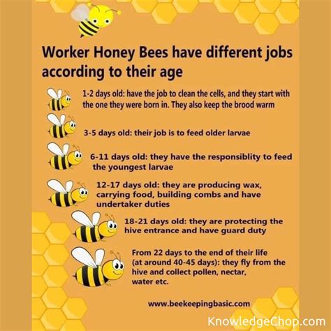 Cool info about bees | 🥷 Knowledge Ninja